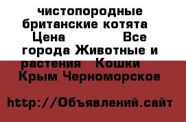 чистопородные британские котята › Цена ­ 10 000 - Все города Животные и растения » Кошки   . Крым,Черноморское